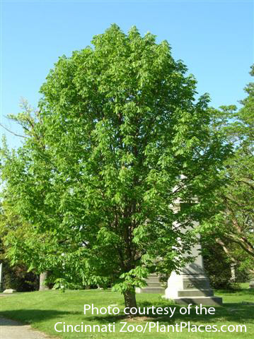 Aesculus glabra (Ohio buckeye) (2).jpg